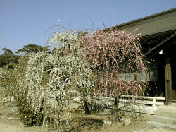 結城神社しだれ梅