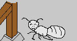 恐怖の白蟻