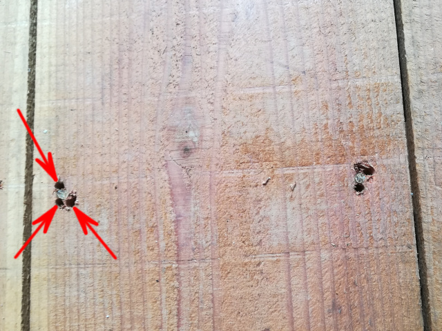 和室床板剥がし